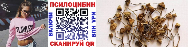 как найти   Коркино  Псилоцибиновые грибы Magic Shrooms 